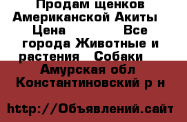 Продам щенков Американской Акиты › Цена ­ 25 000 - Все города Животные и растения » Собаки   . Амурская обл.,Константиновский р-н